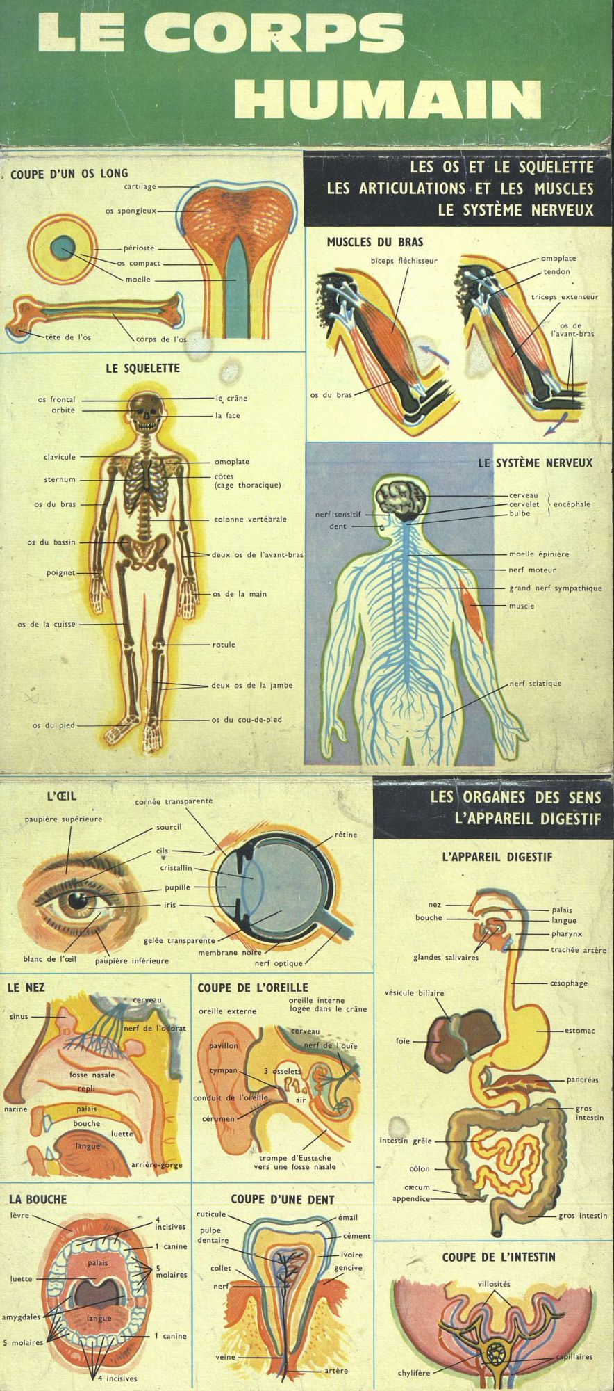 Affiche en couleur sur le corps humain (1257 W 580, 20ème siècle) Page 1/2