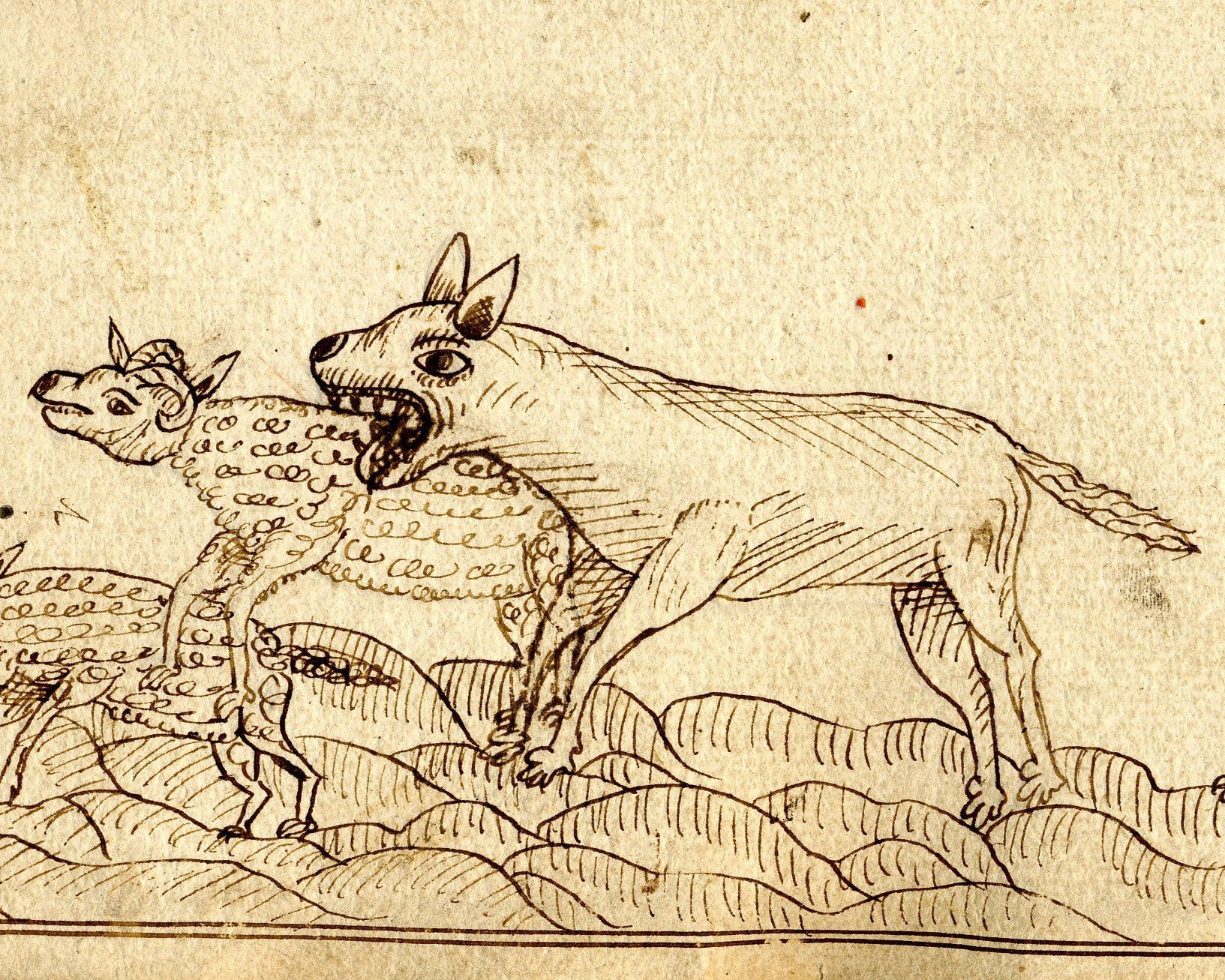 Sur les traces du loup en Saône-et-Loire